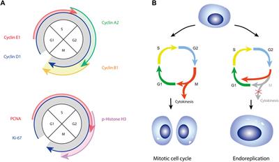 The regulation of adipocyte growth in white adipose tissue